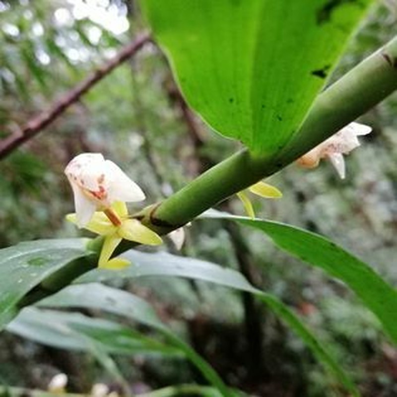 Cylindrolobus datuguinae photo 6