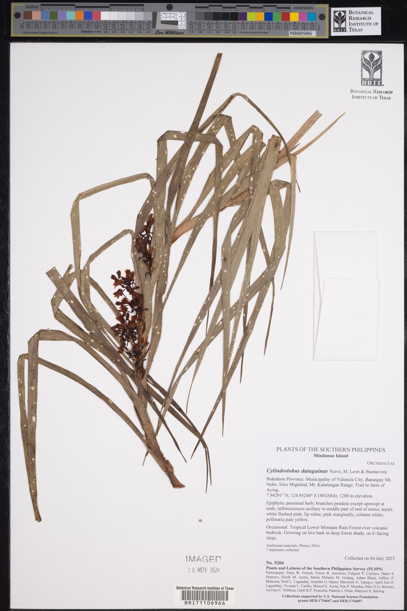 Cylindrolobus datuguinae photo 7