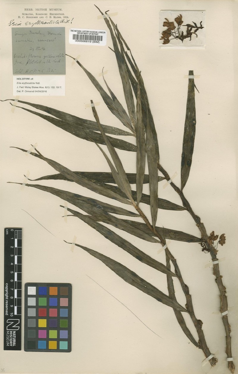Cylindrolobus erythrostictus photo 2