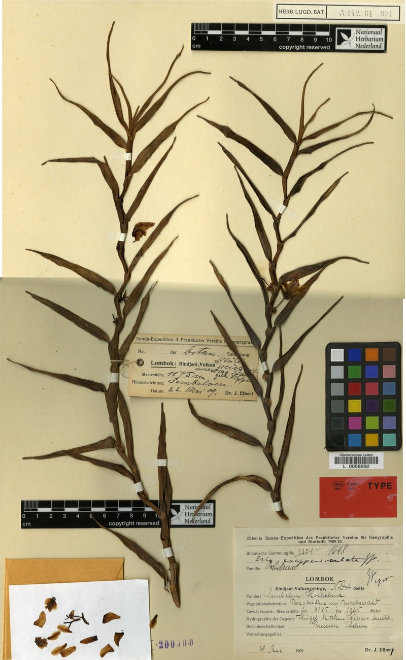 Cylindrolobus exappendiculatus