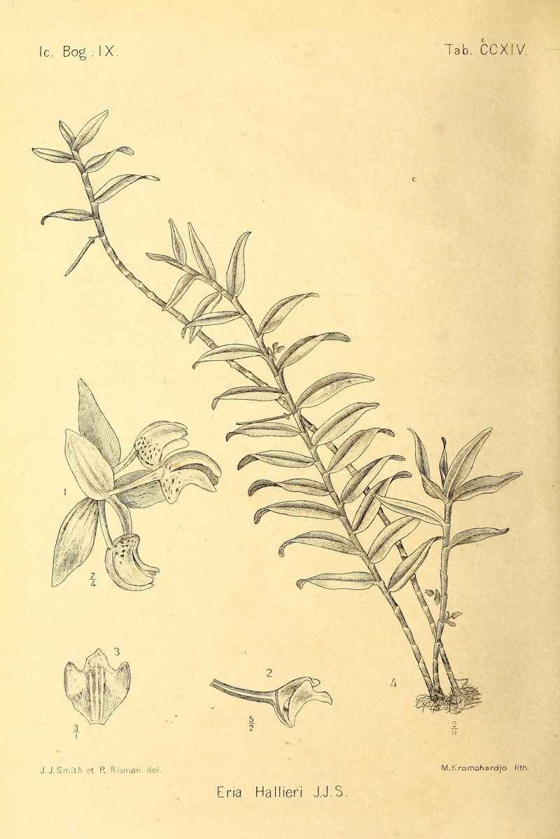 Cylindrolobus hallieri