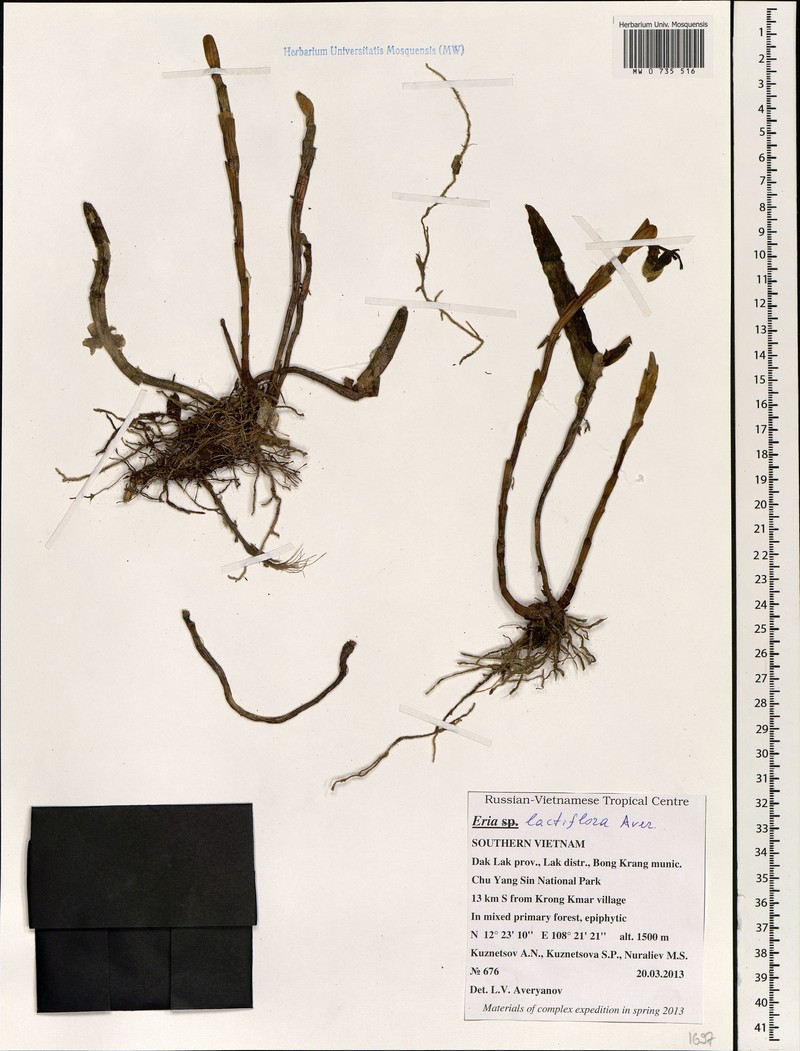 Cylindrolobus lactiflorus