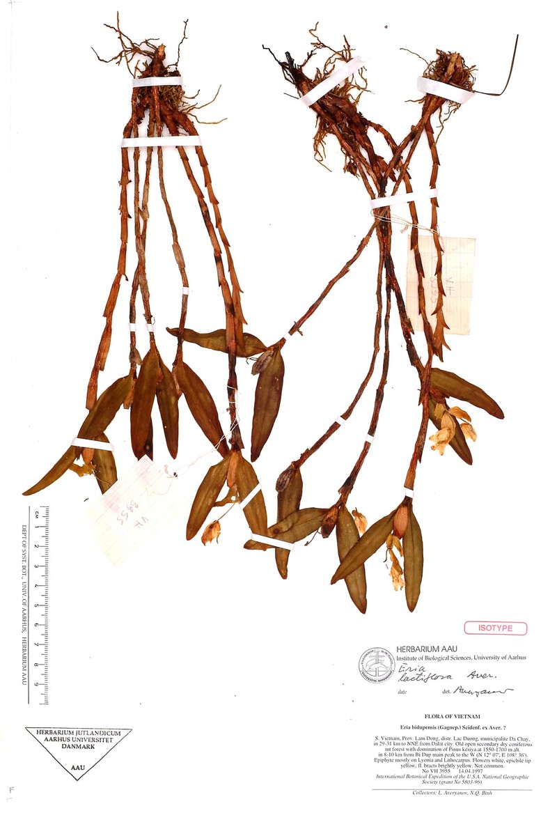 Cylindrolobus lactiflorus photo 2