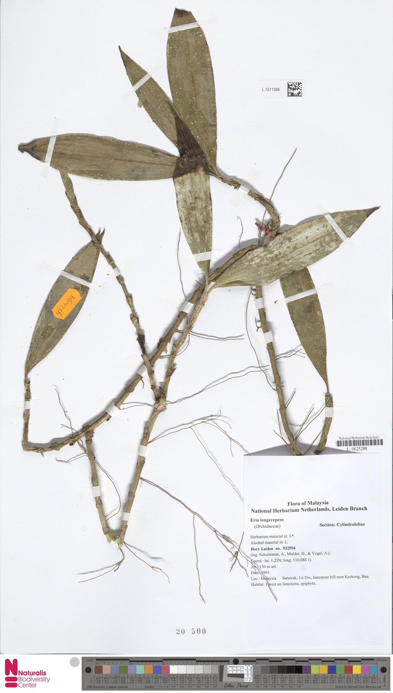 Cylindrolobus longerepens