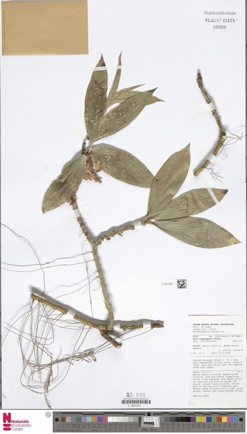 Cylindrolobus longerepens photo 2