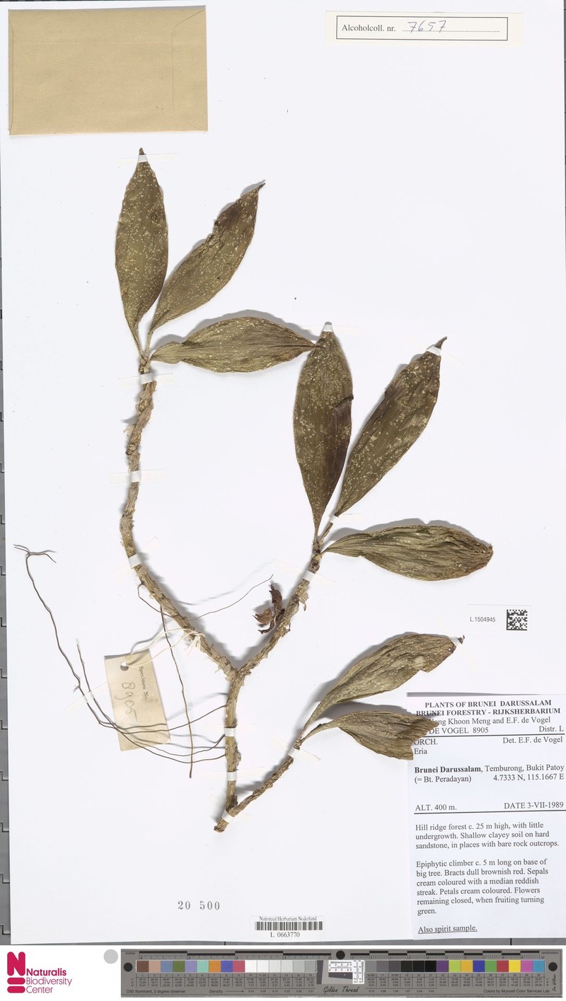 Cylindrolobus longerepens photo 4