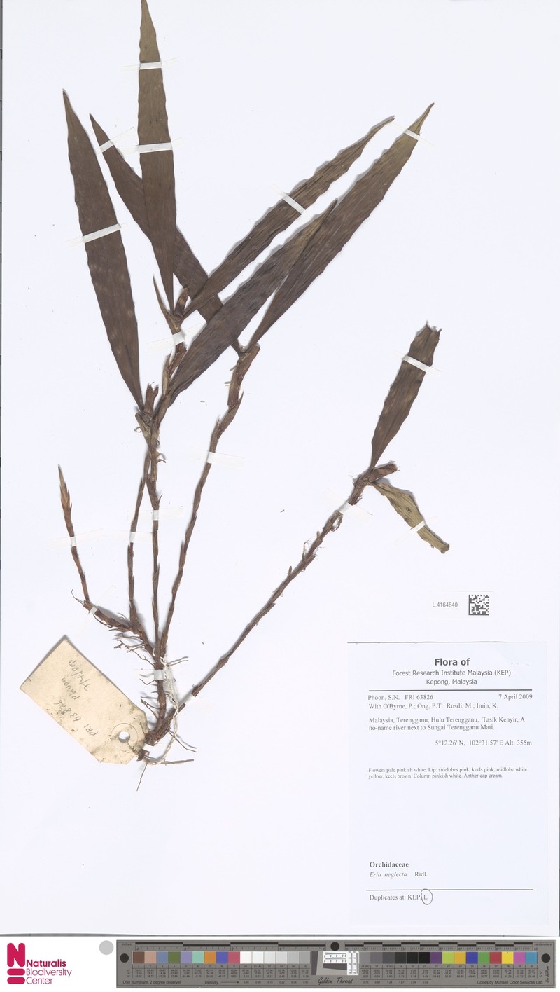 Cylindrolobus neglectus