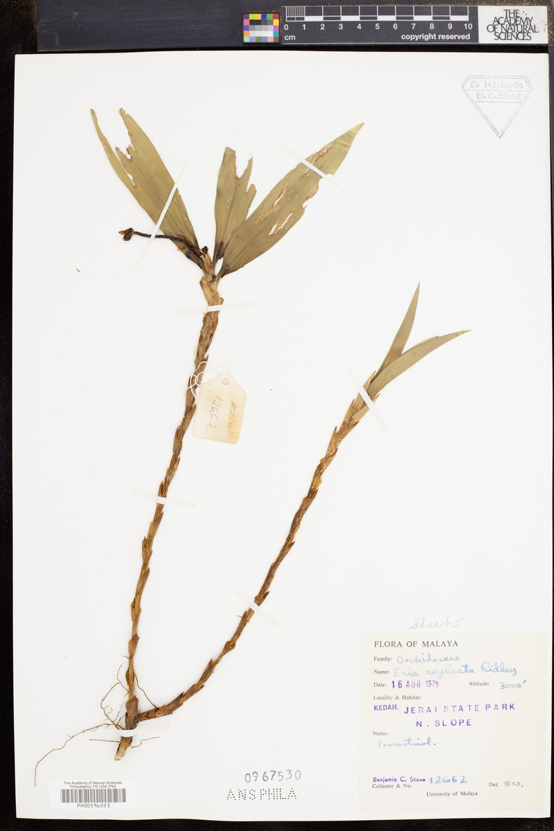 Cylindrolobus neglectus photo 2