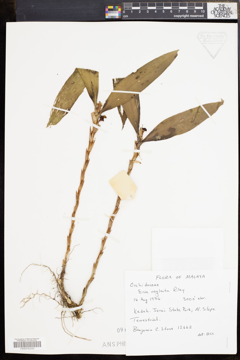 Cylindrolobus neglectus photo 3