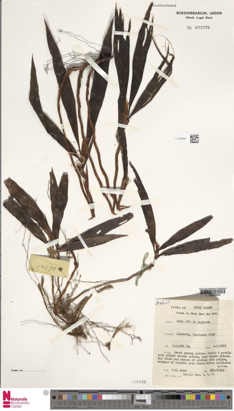 Cylindrolobus neglectus photo 4