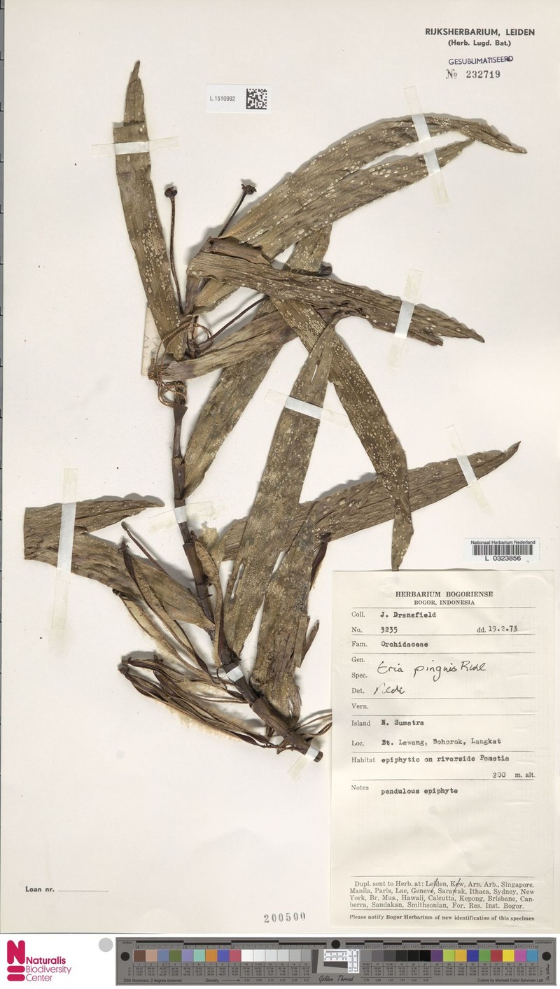 Cylindrolobus pinguis