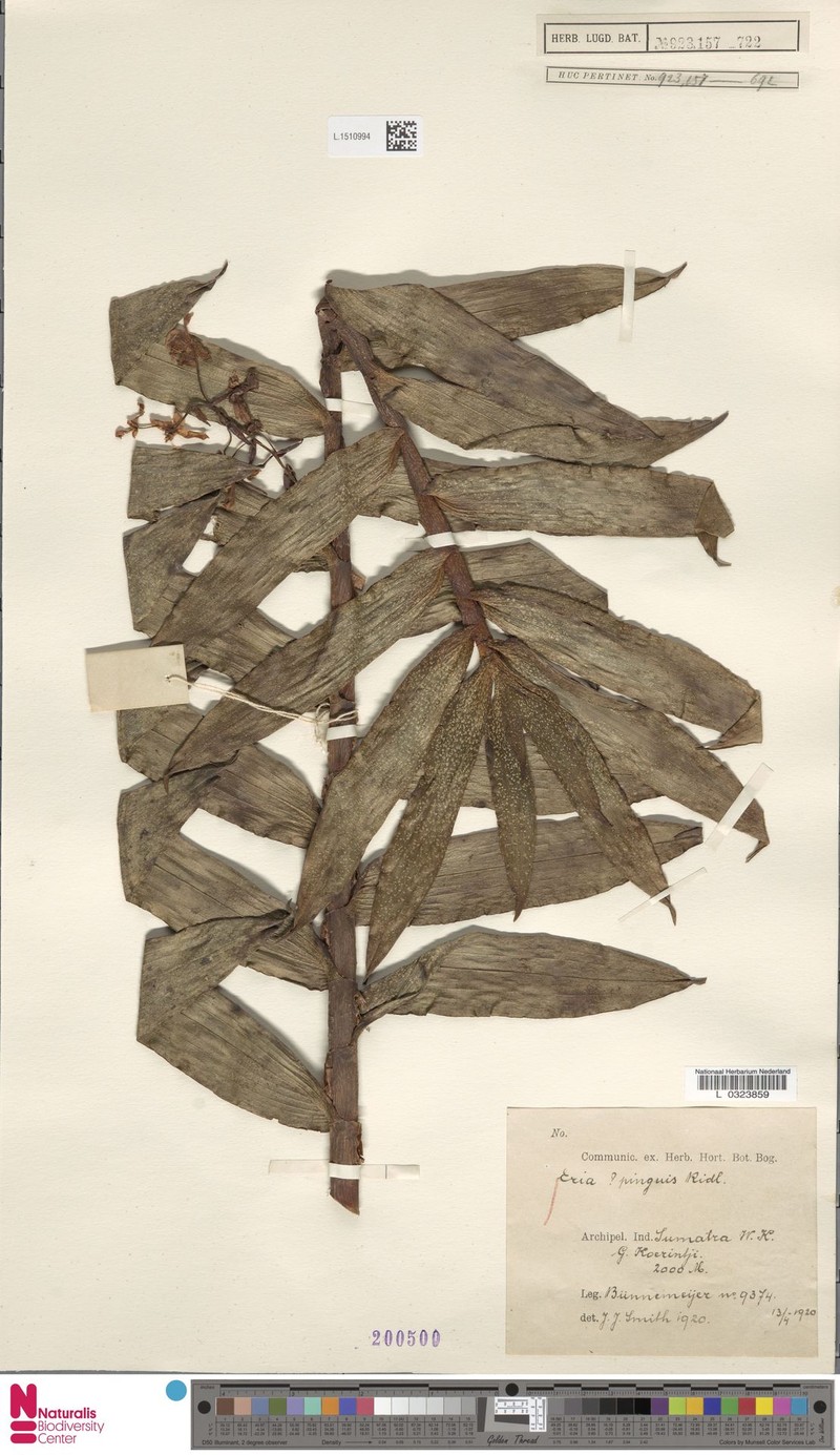 Cylindrolobus pinguis photo 4