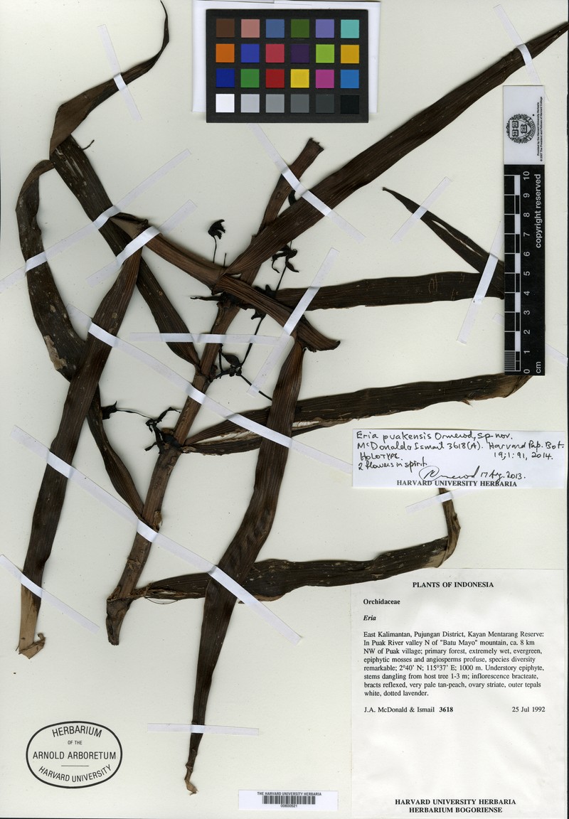 Cylindrolobus puakensis