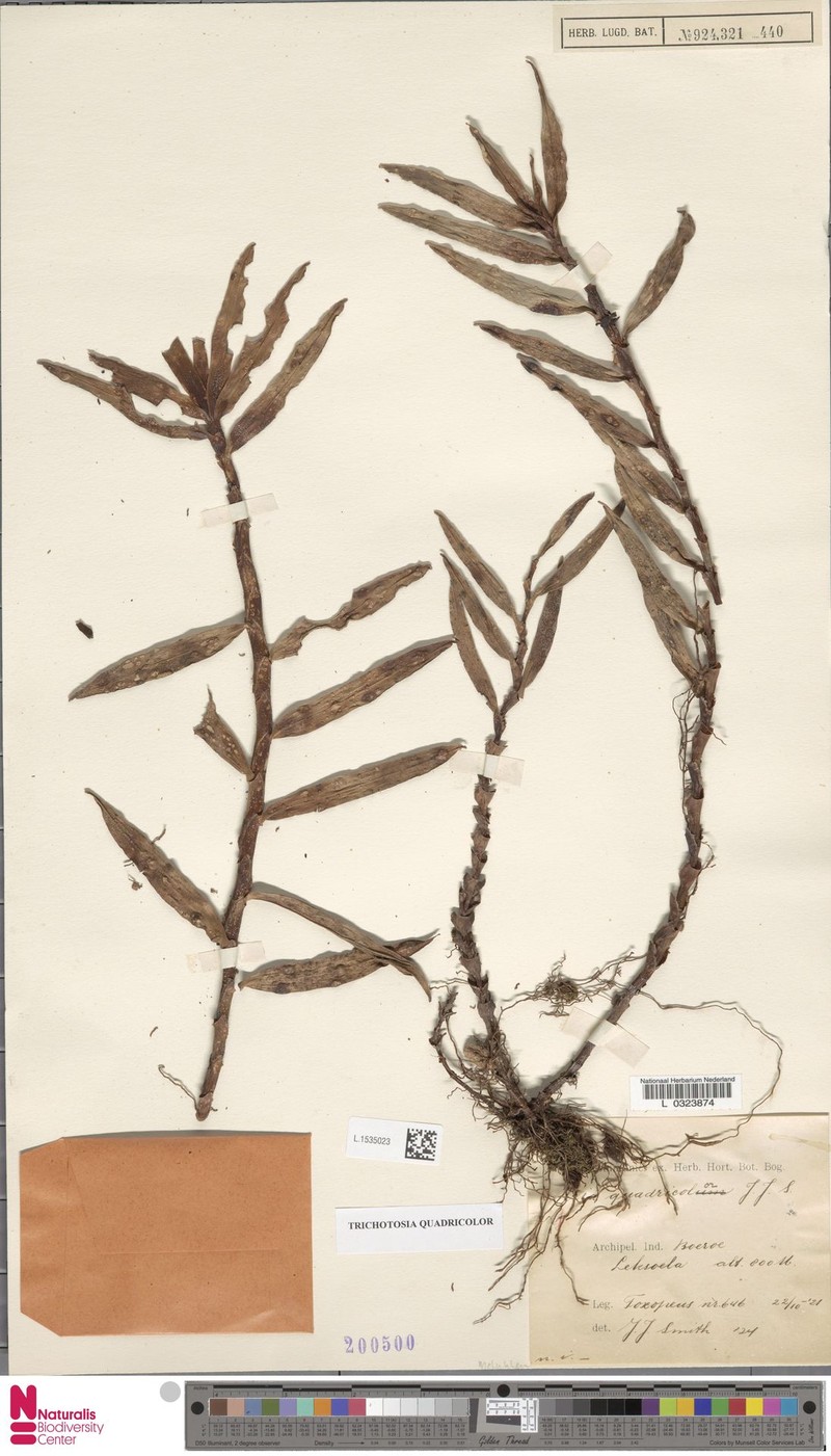 Cylindrolobus quadricolor photo 3