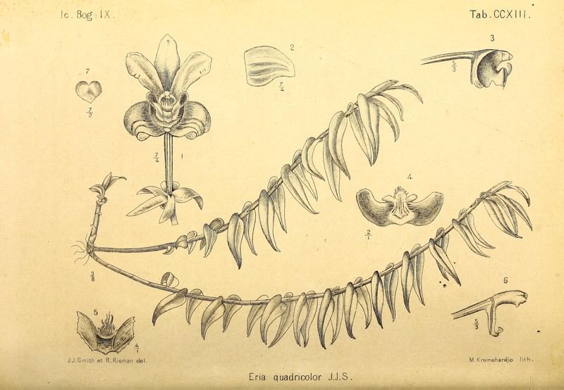 Cylindrolobus quadricolor