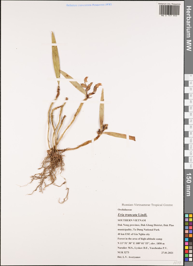 Cylindrolobus truncatus