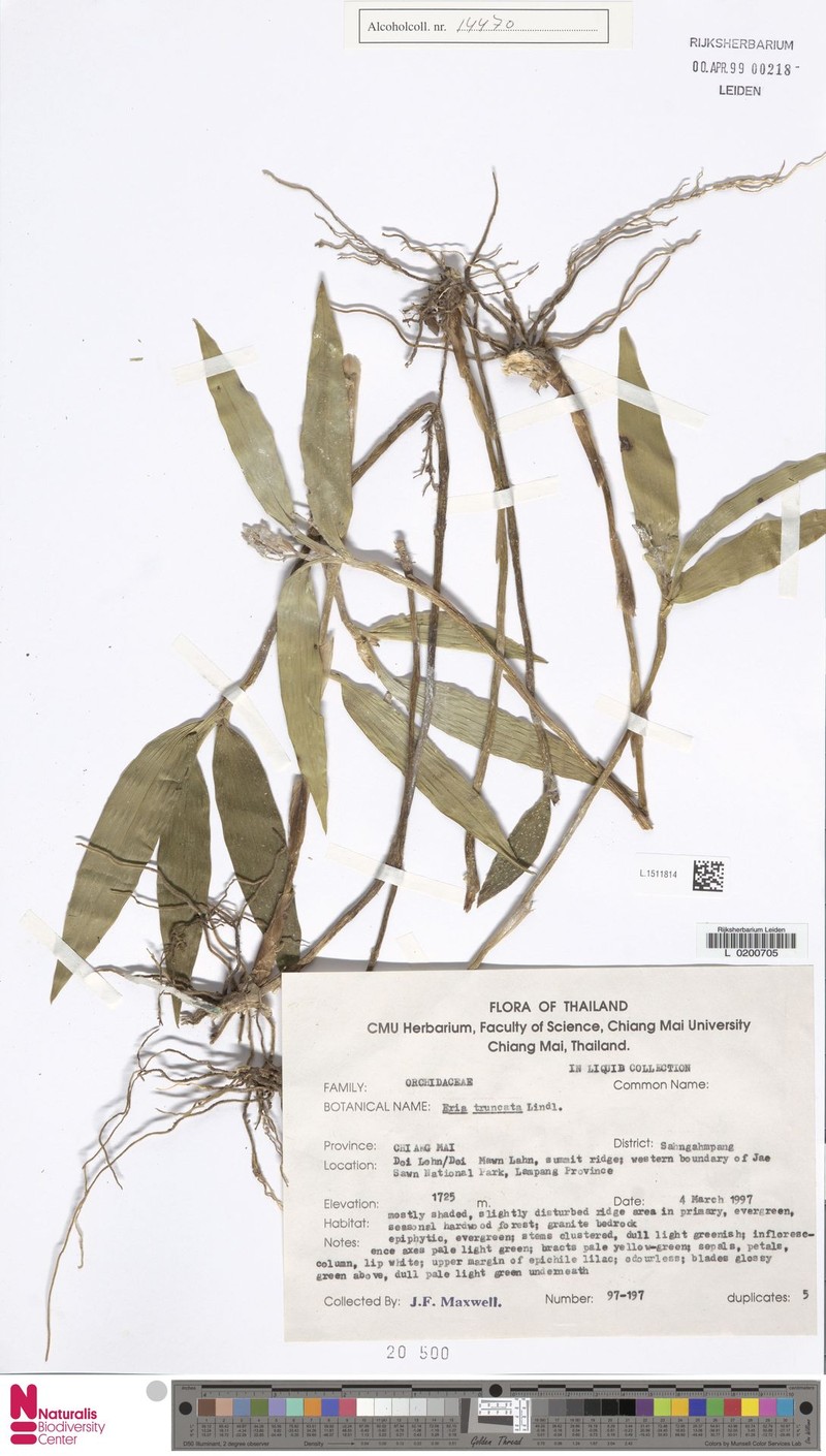 Cylindrolobus truncatus photo 2