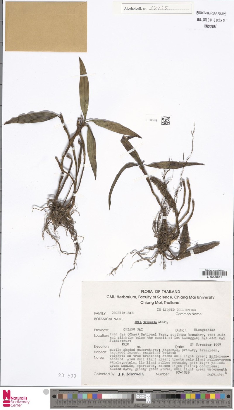 Cylindrolobus truncatus photo 3