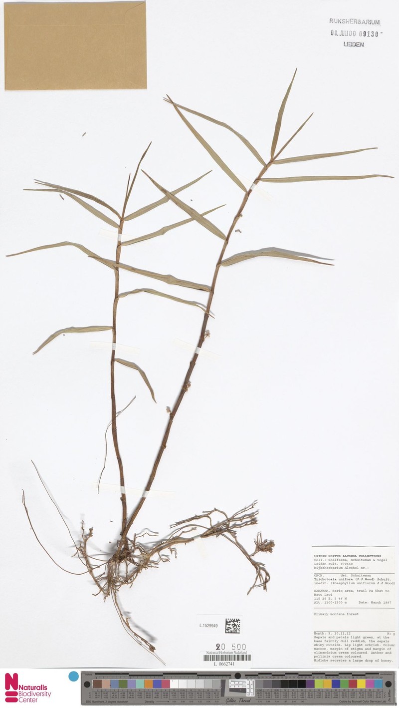 Cylindrolobus uniflorus