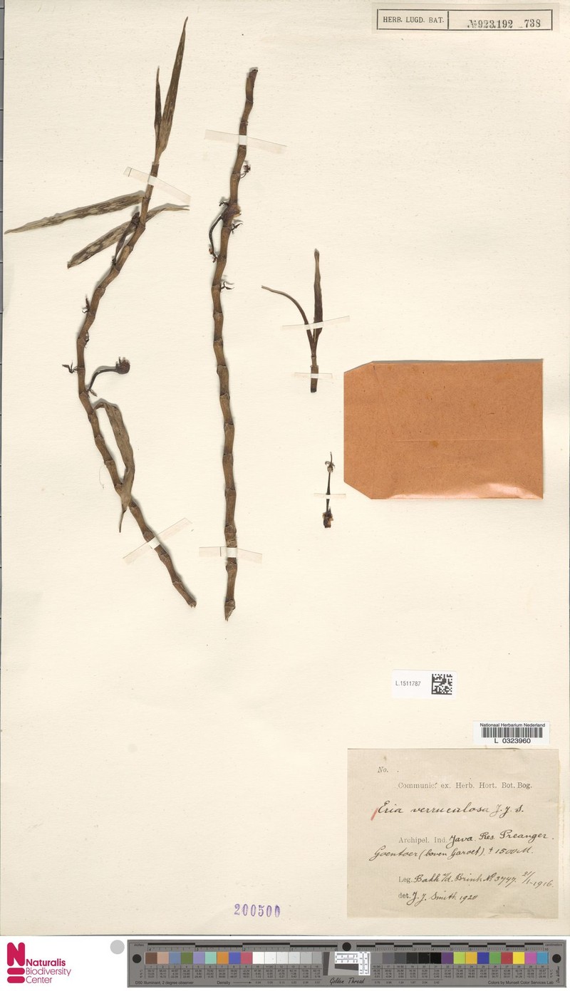Cylindrolobus verruculosus photo 2