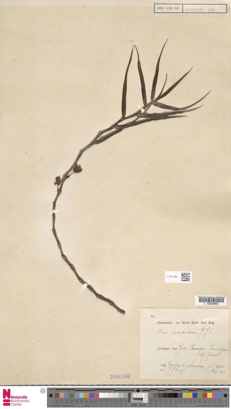 Cylindrolobus verruculosus photo 3