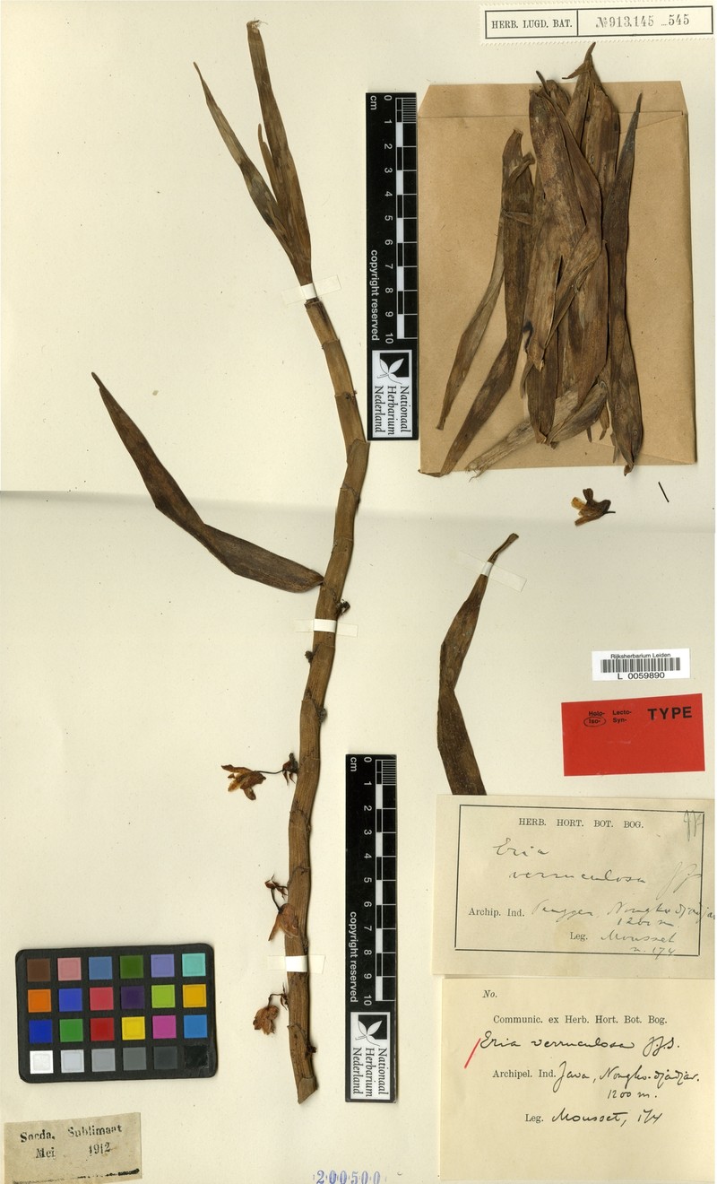 Cylindrolobus verruculosus photo 4