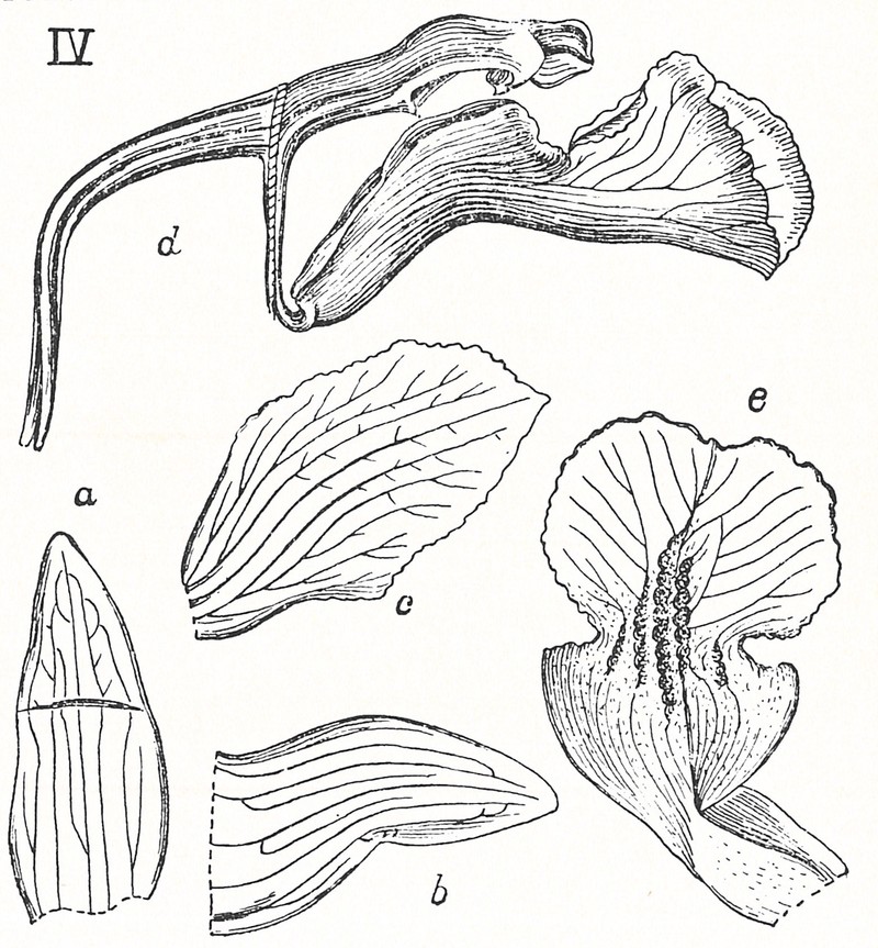 Cylindrolobus verruculosus