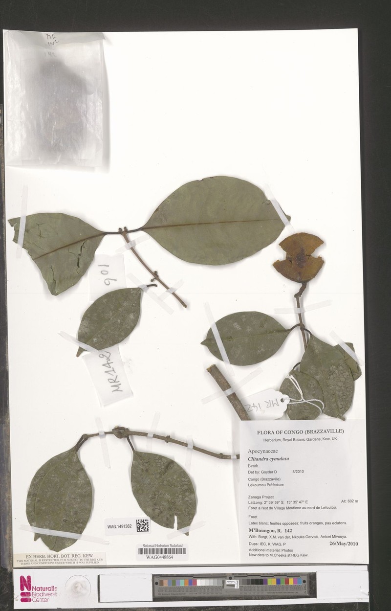 Cylindropsis parvifolia