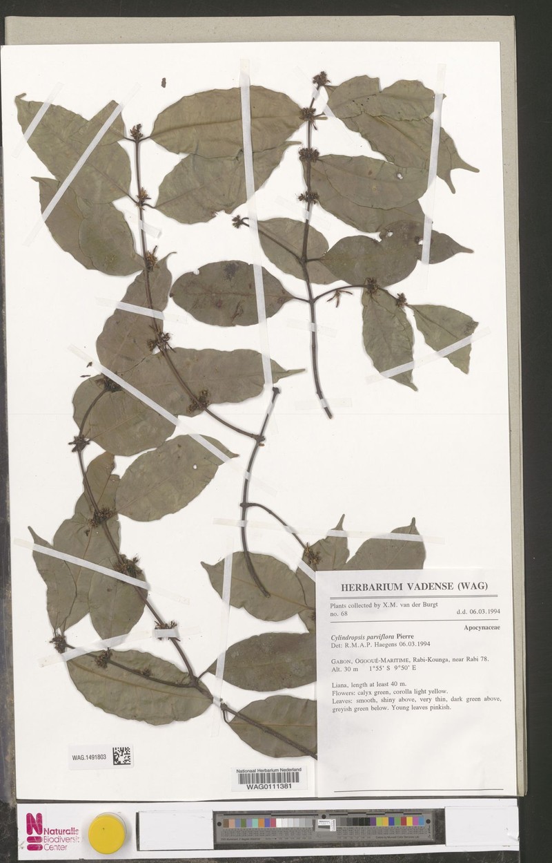 Cylindropsis parvifolia photo 2