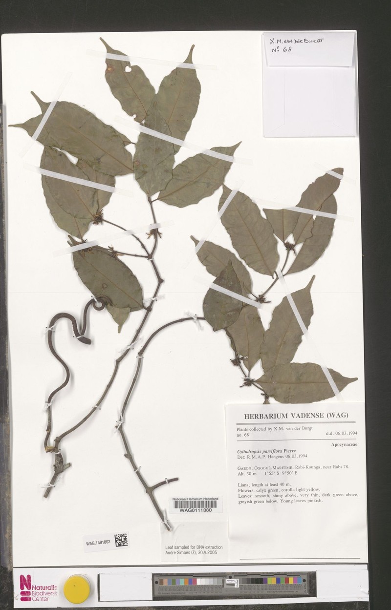 Cylindropsis parvifolia photo 3