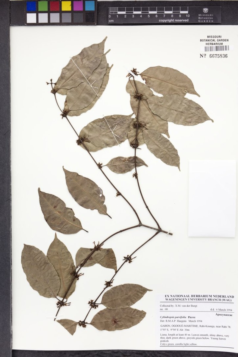 Cylindropsis parvifolia photo 4