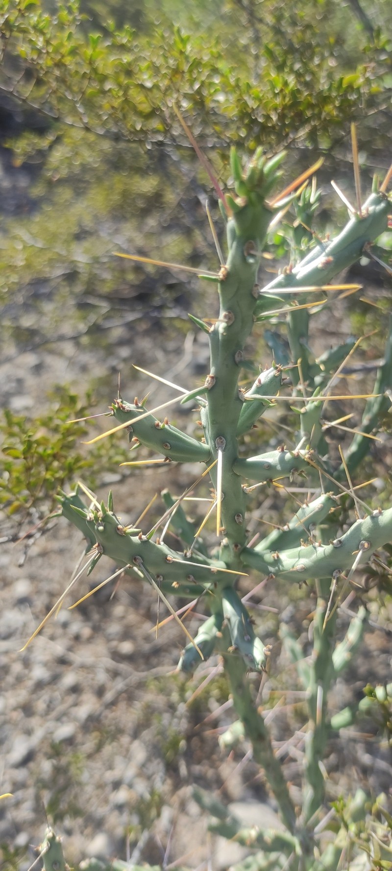 Cylindropuntia × antoniae