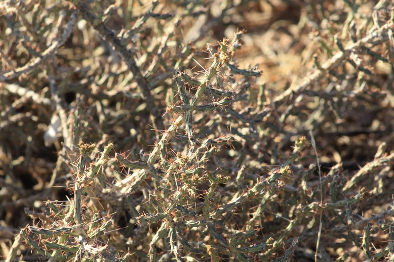 Cylindropuntia × antoniae photo 2