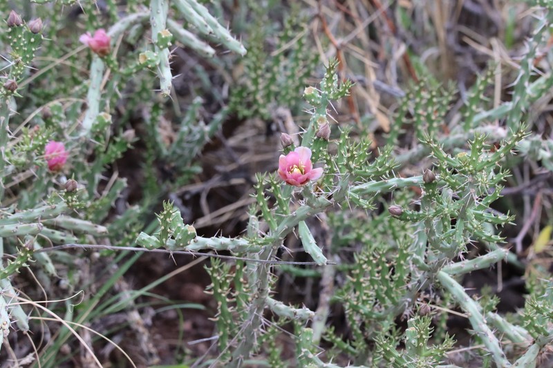 Cylindropuntia × antoniae photo 3