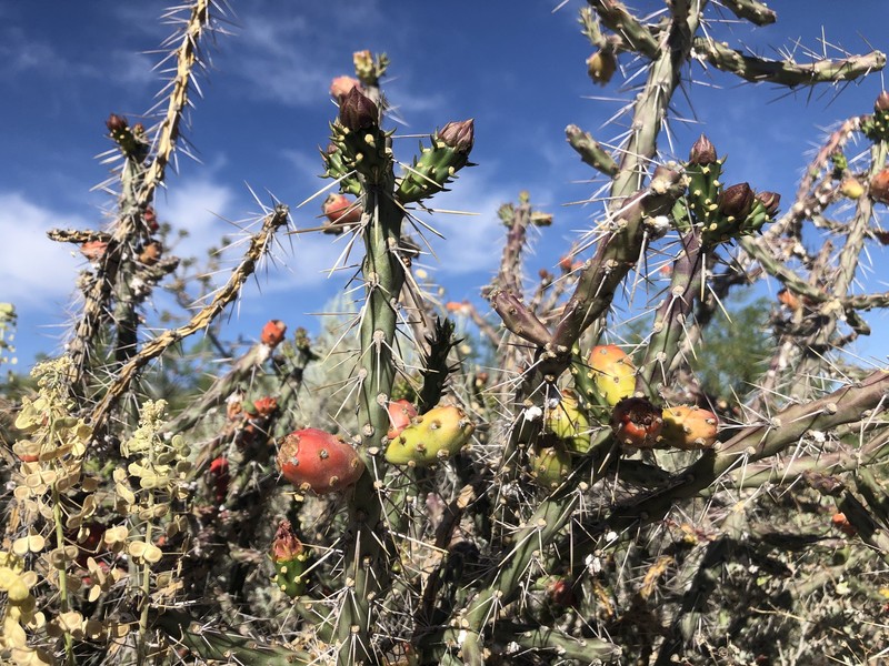 Cylindropuntia × antoniae photo 4