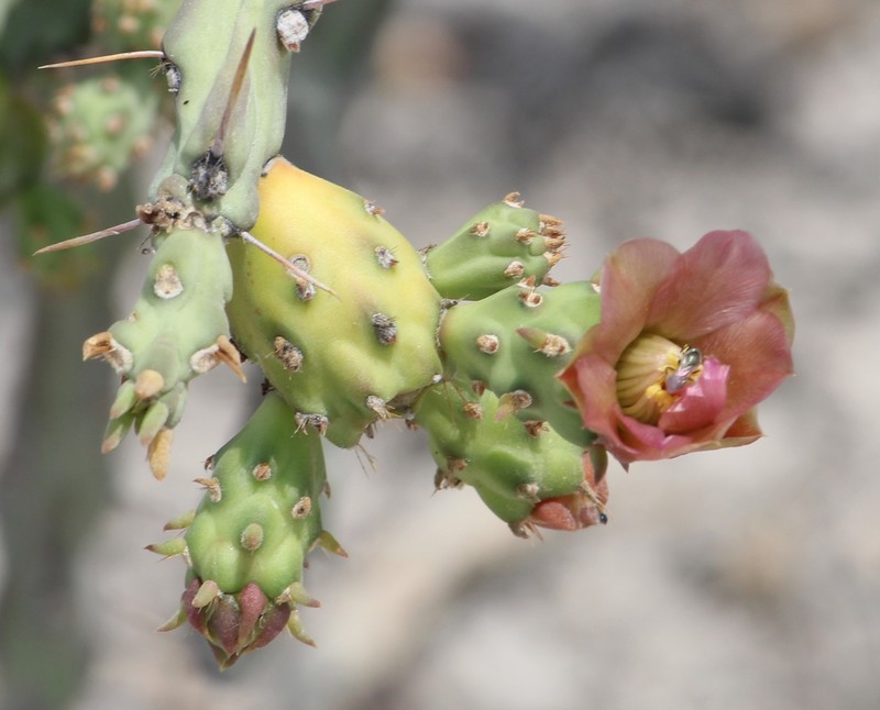 Cylindropuntia × antoniae photo 5