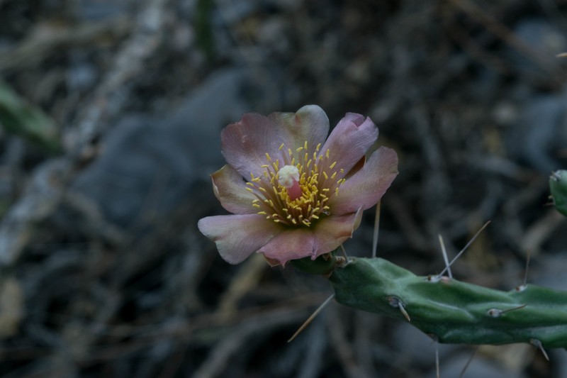 Cylindropuntia × antoniae photo 6