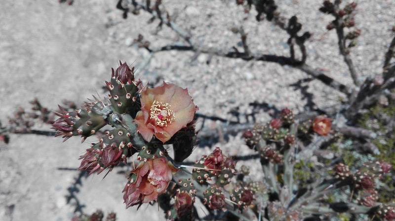 Cylindropuntia × antoniae photo 7