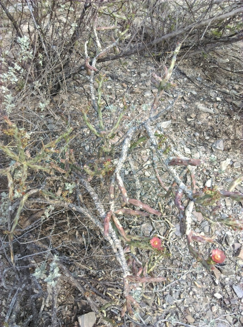 Cylindropuntia × antoniae photo 8