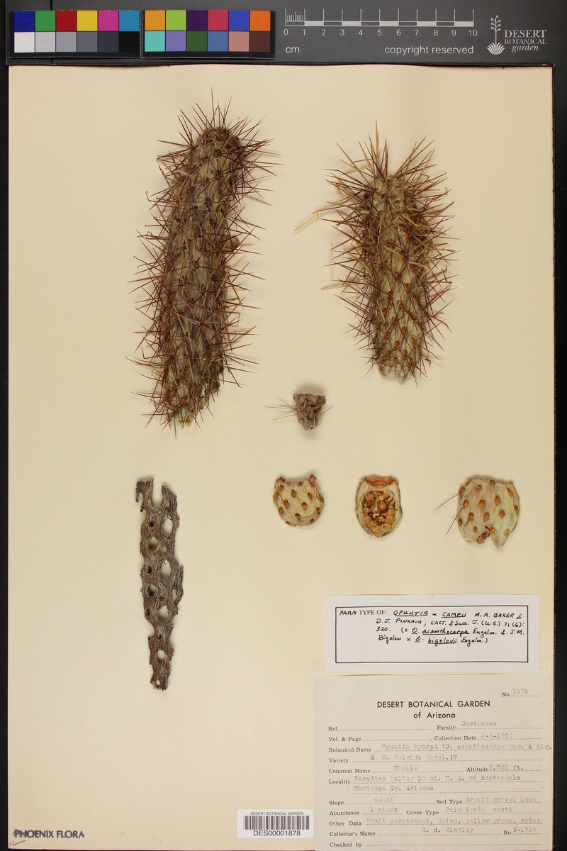 Cylindropuntia × campii photo 2