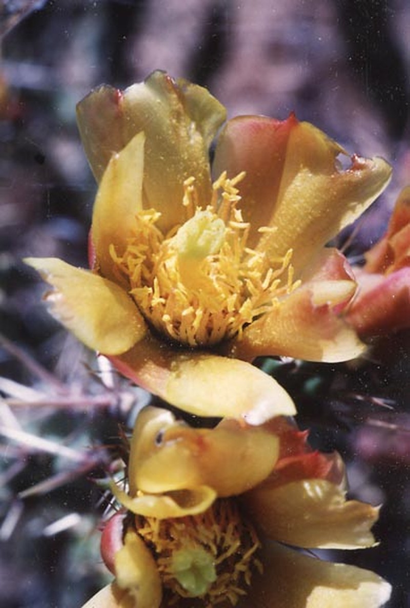 Cholla