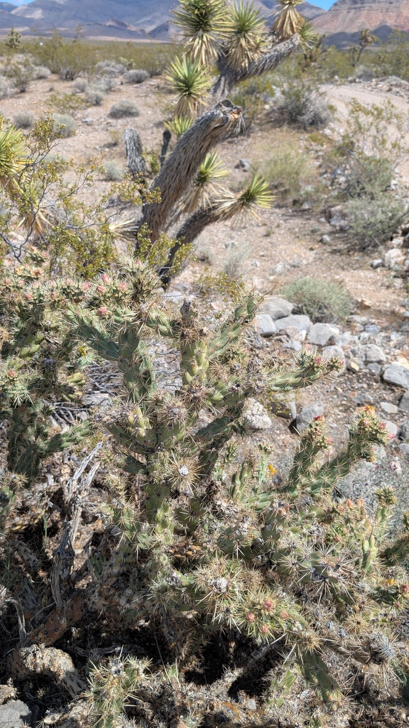 Cholla