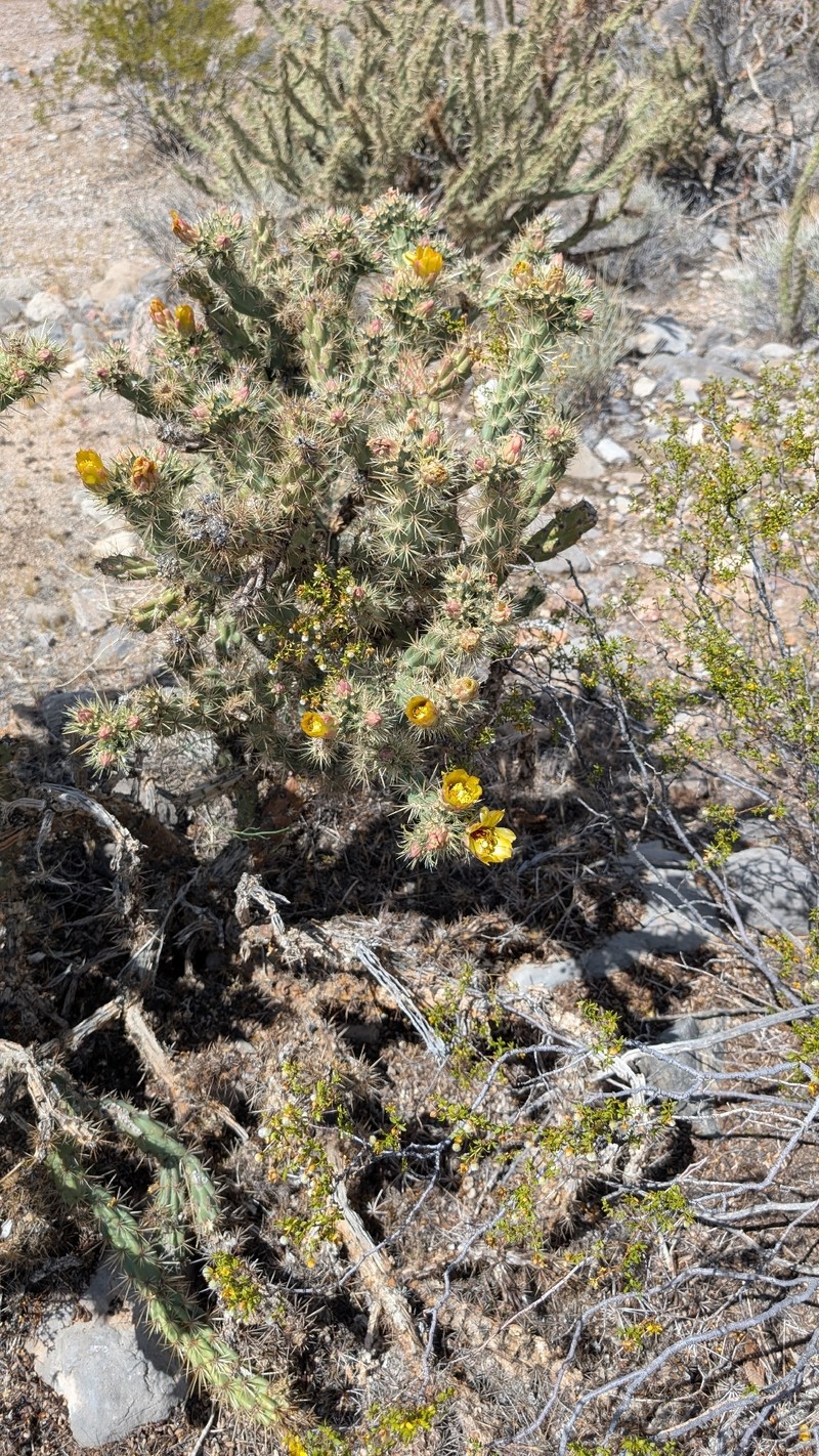 Cholla photo 2