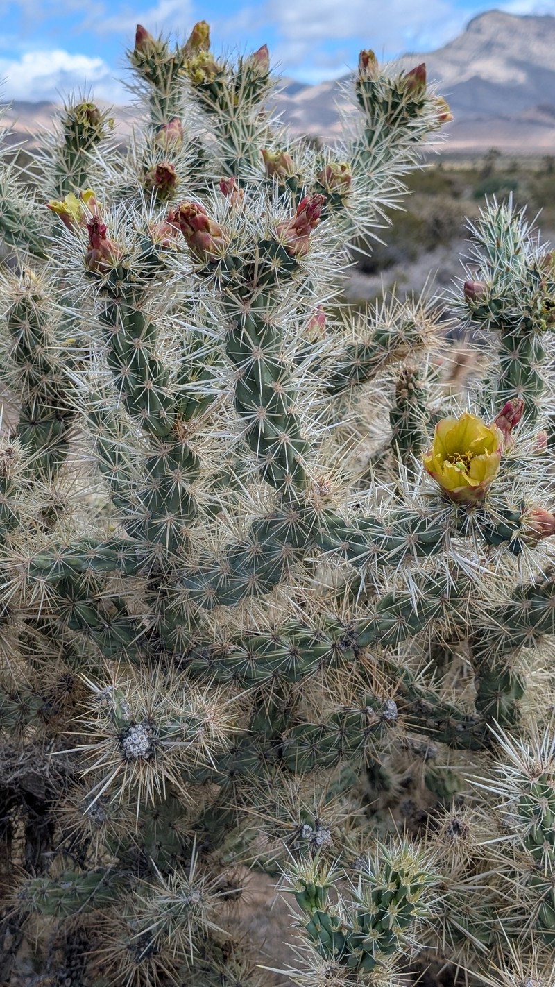 Cholla photo 3