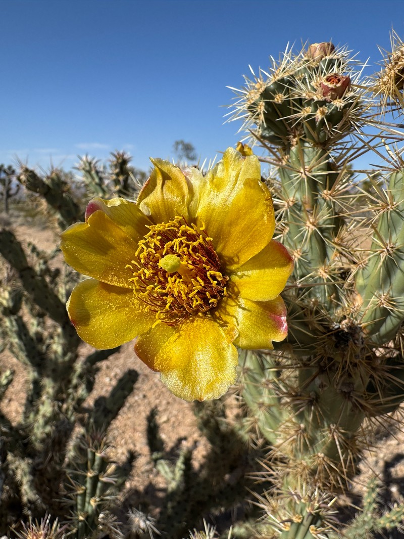 Cholla photo 4
