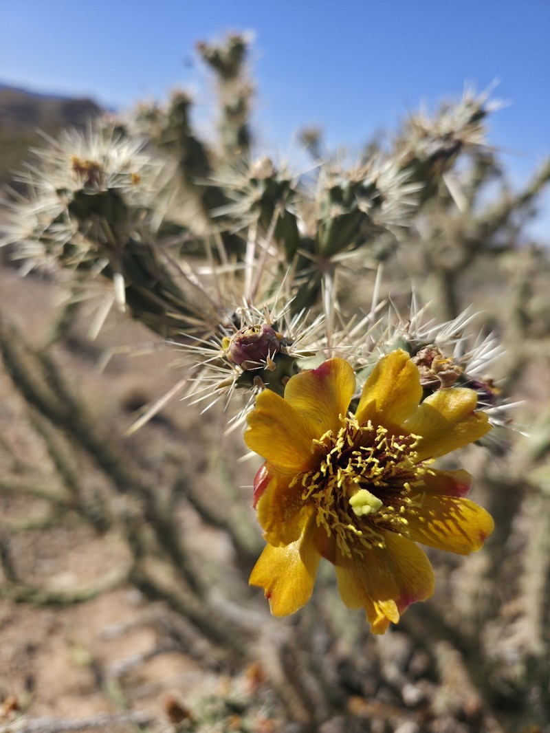 Cholla photo 5