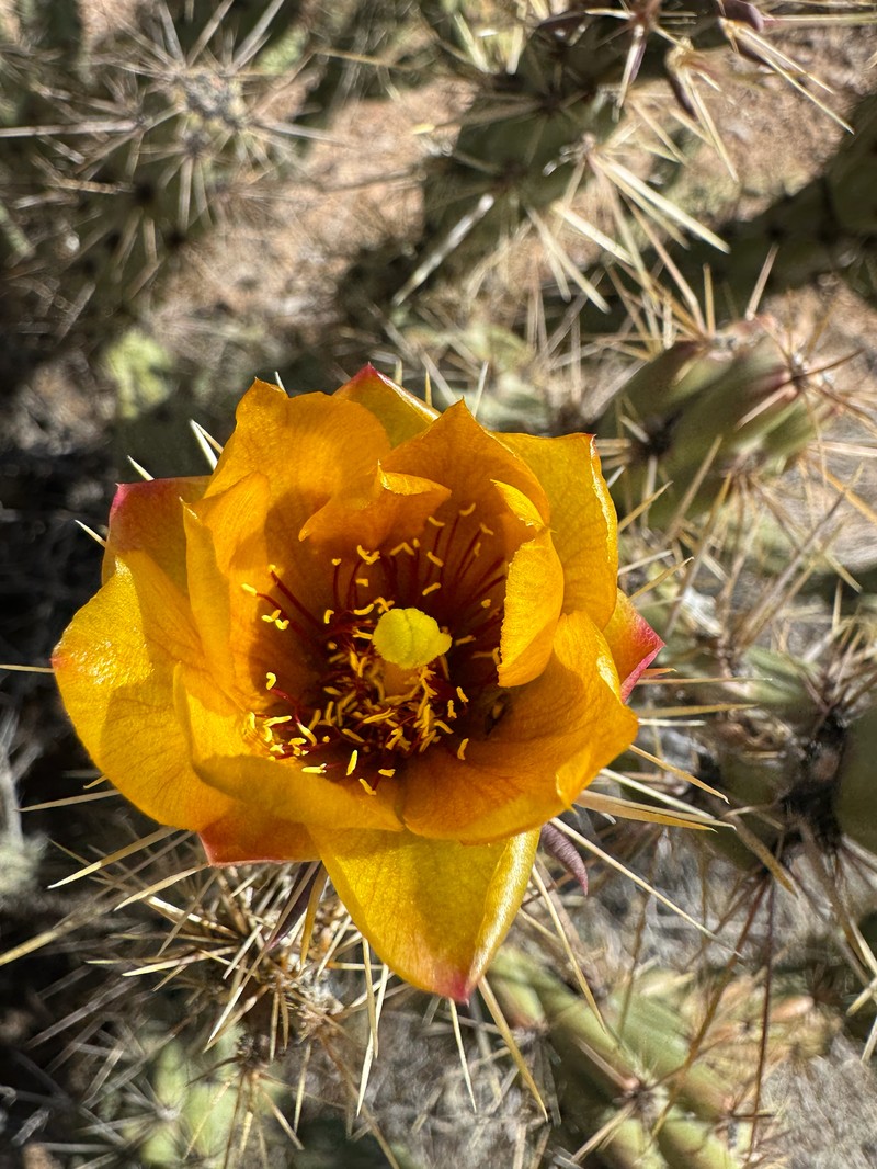 Cholla photo 6
