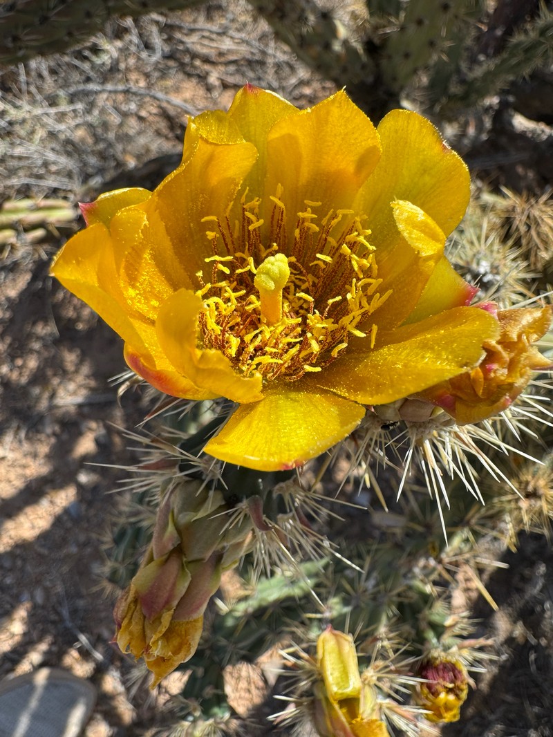 Cholla photo 7