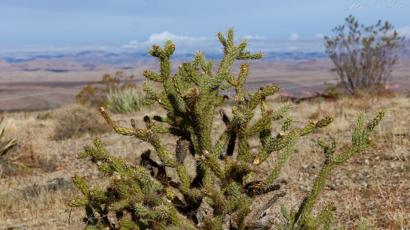 Cholla photo 8