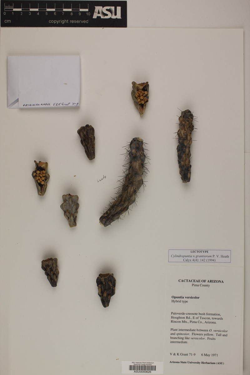 Cylindropuntia × grantiorum